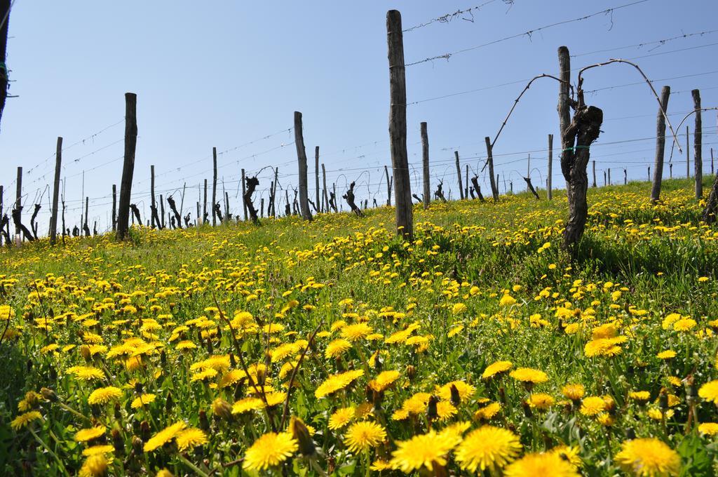 Gigante Wine & Welcome Corno di Rosazzo Exterior photo